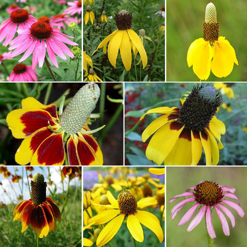 Conehead - Coneflower Seed Mix