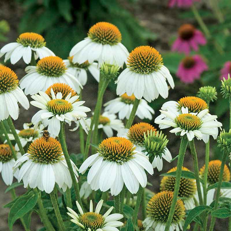 Coneflower Seeds - PowWow White