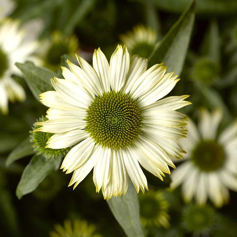 Coneflower Seeds - Compact Prairie Splendor White