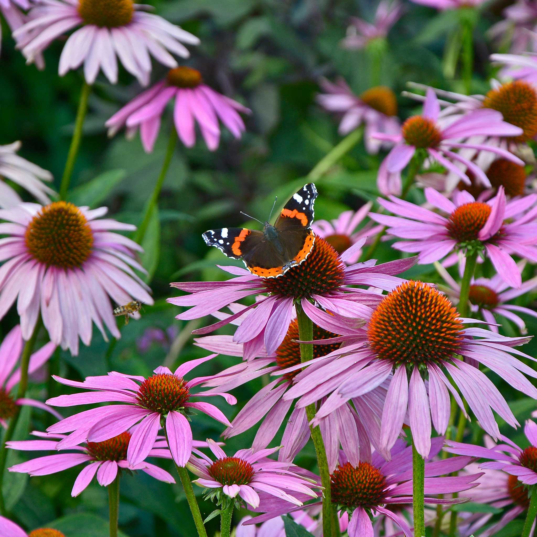 Purple Coneflower Seeds