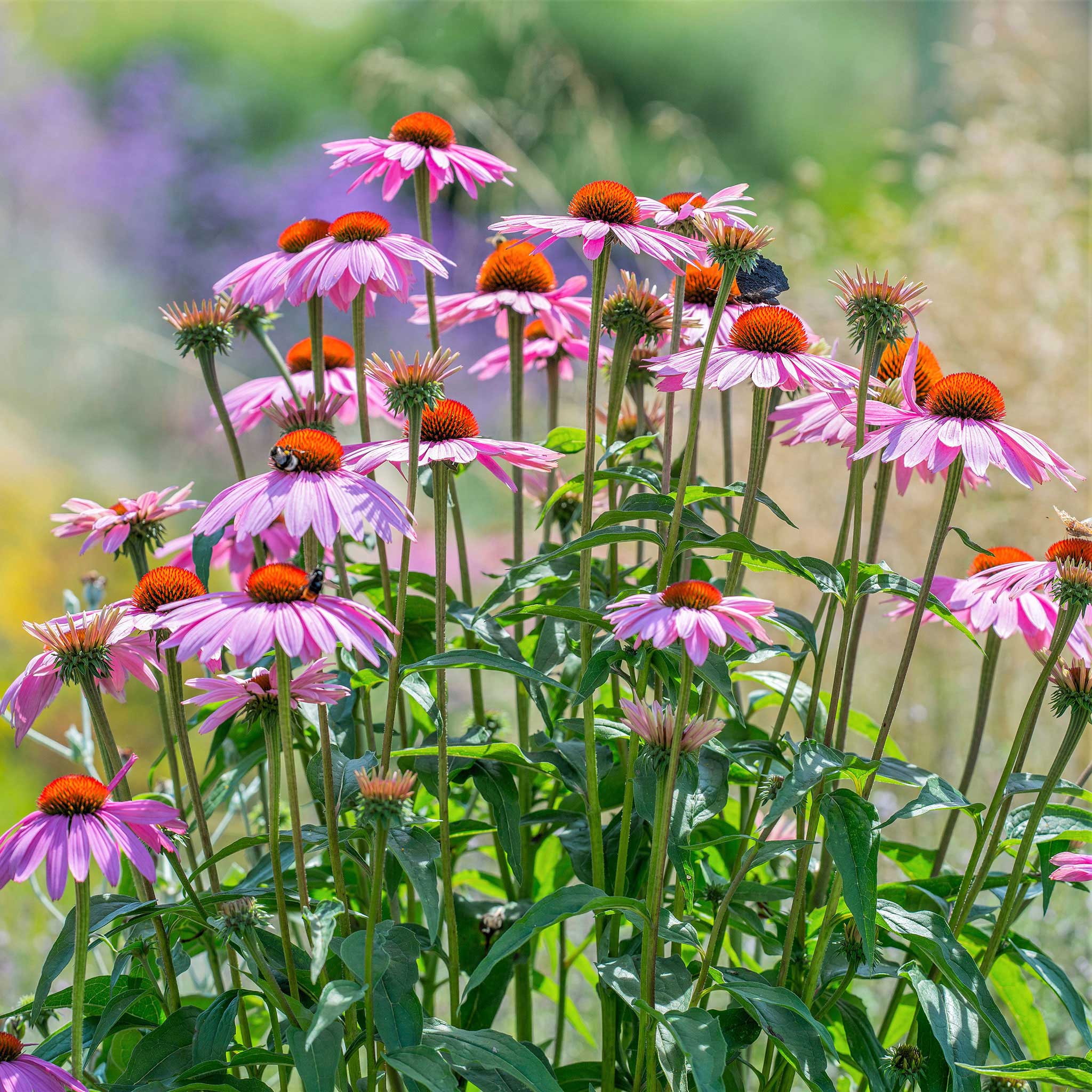 Purple Coneflower Seeds