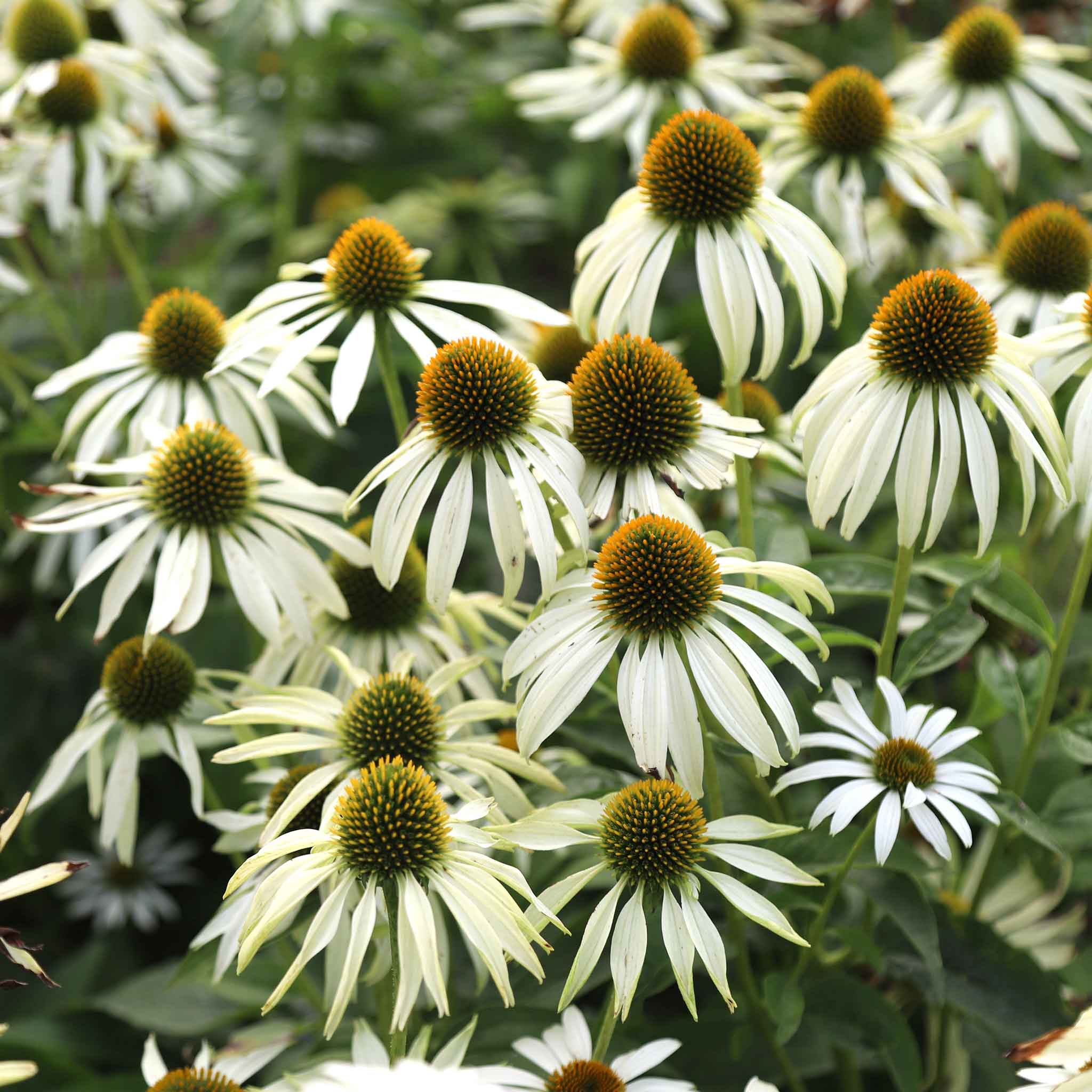 Coneflower Seeds - White Swan