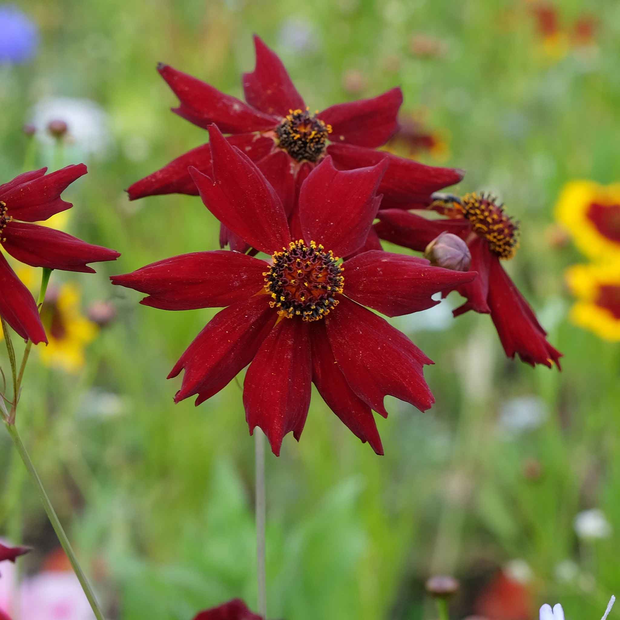 Coreopsis Seeds - Amulet