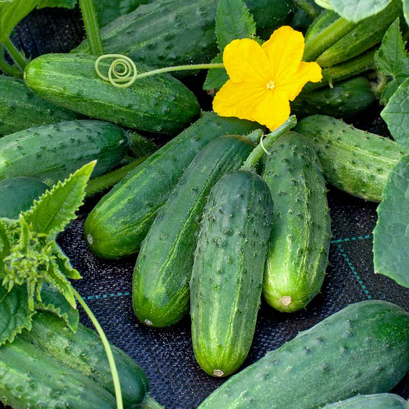 Cucumber Seeds - Boston Pickling