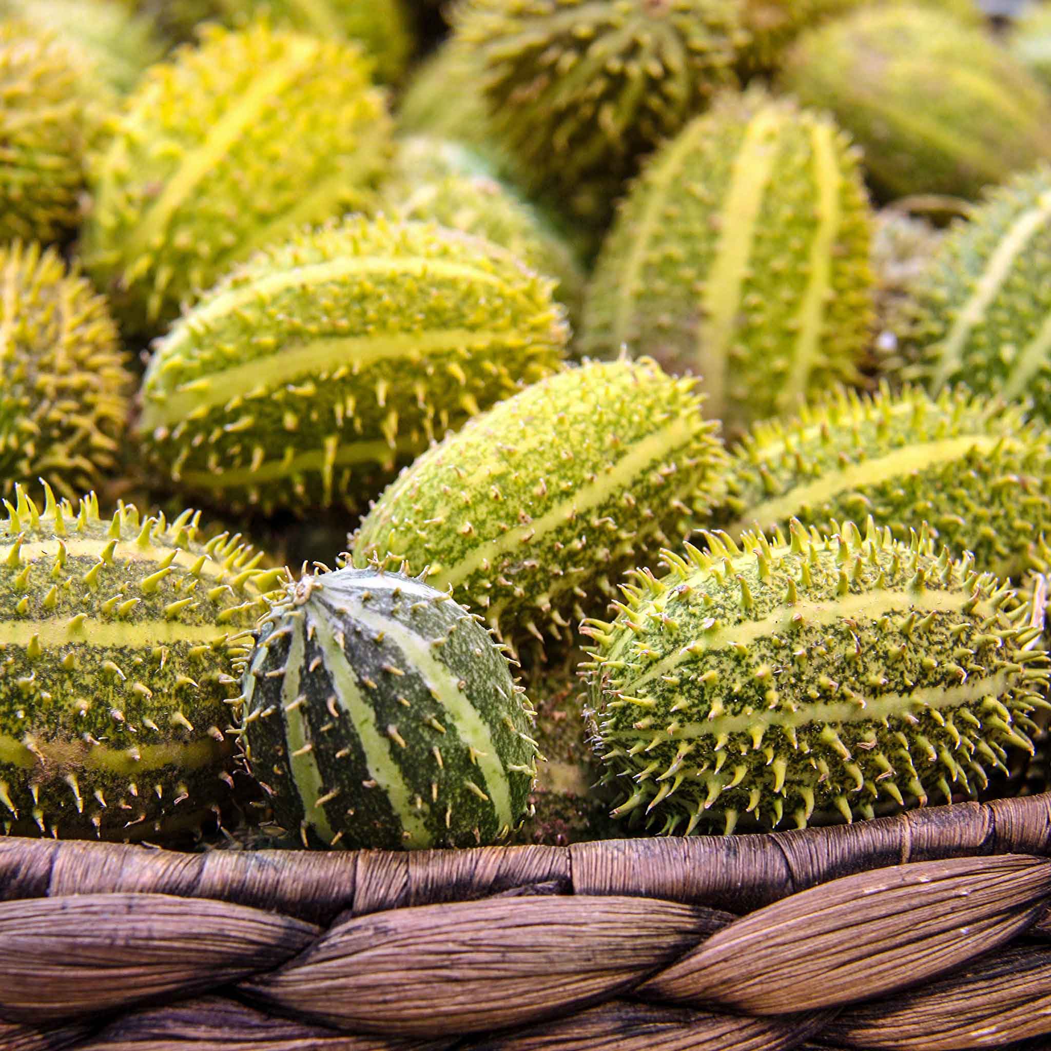 Cucumber Seeds - Bush Hog