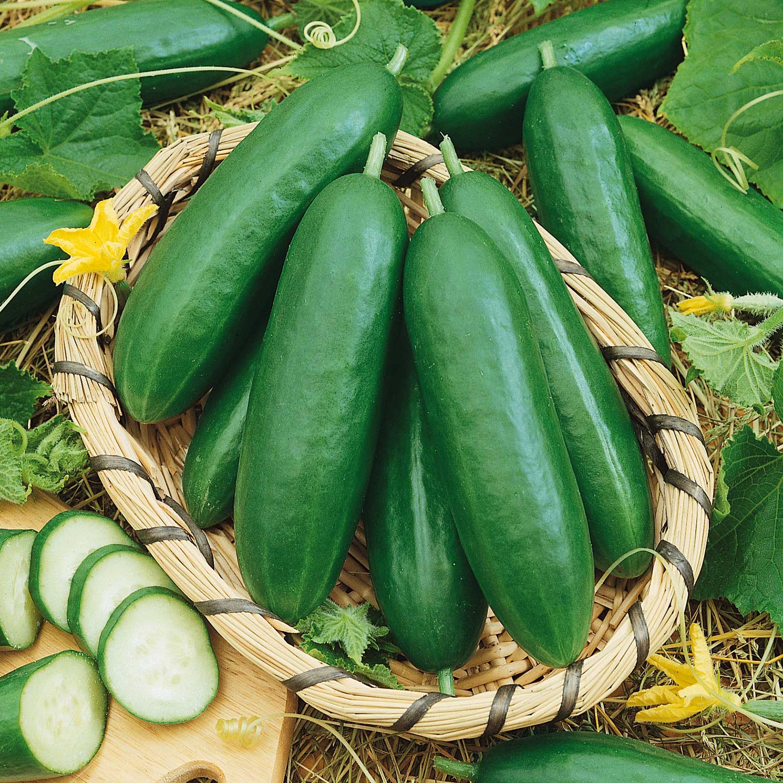 Cucumber Seeds - Diva