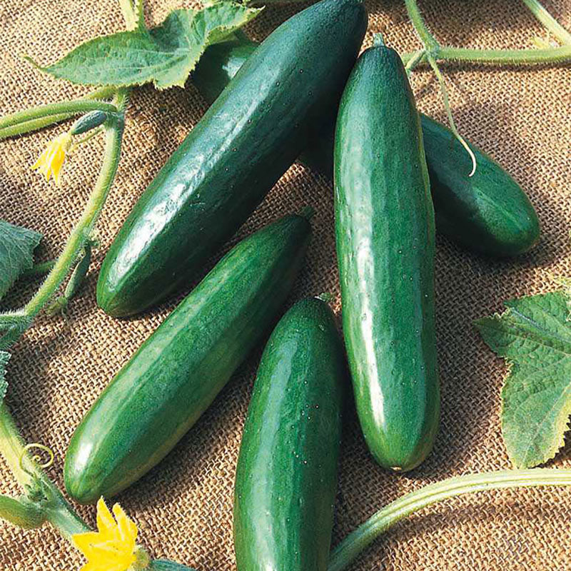 Cucumber Seeds - Diva