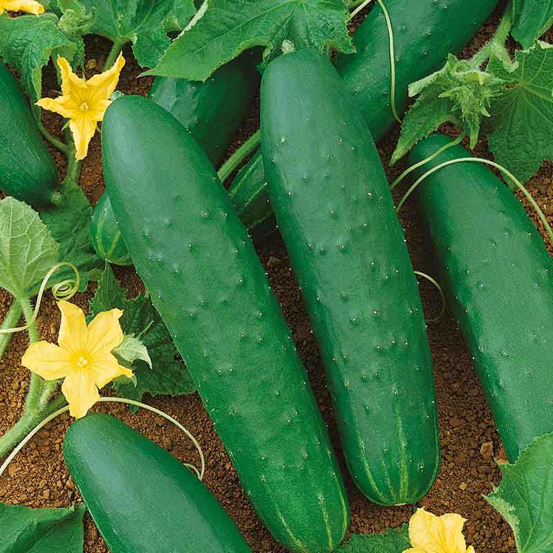 Cucumber Seeds - Double Yield