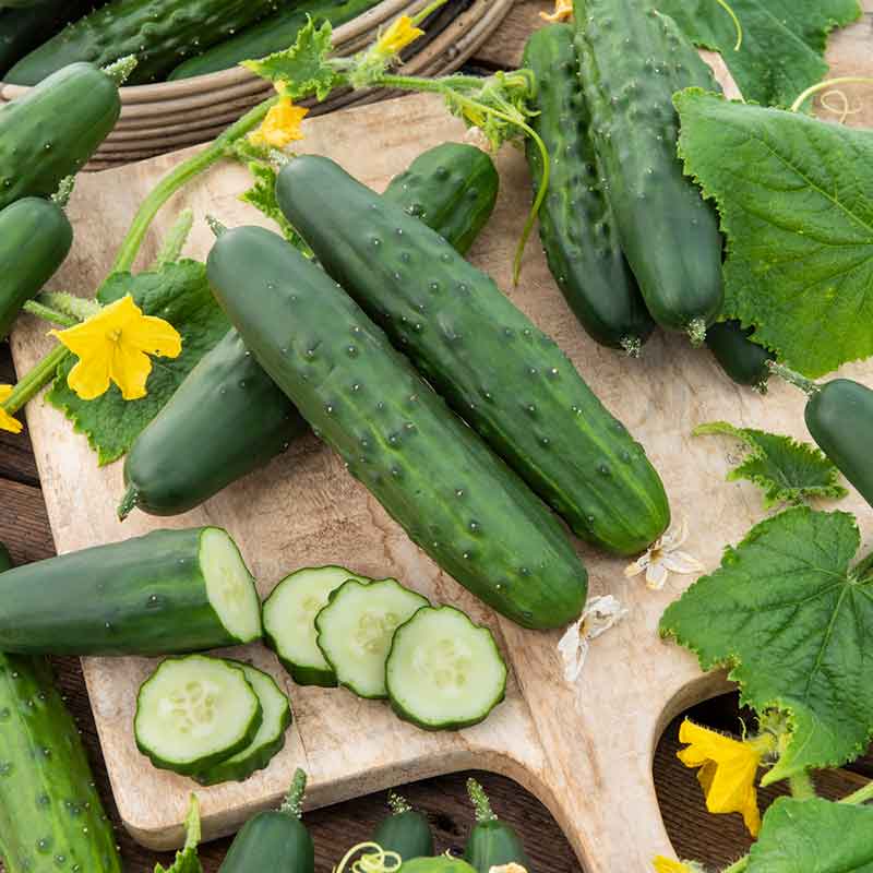 Cucumber Seeds - Marketer