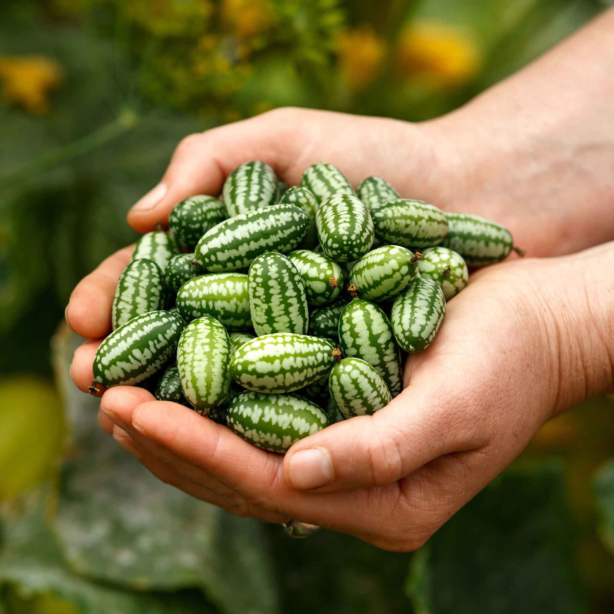 Cucumber Seeds - Mexican Sour Gherkin