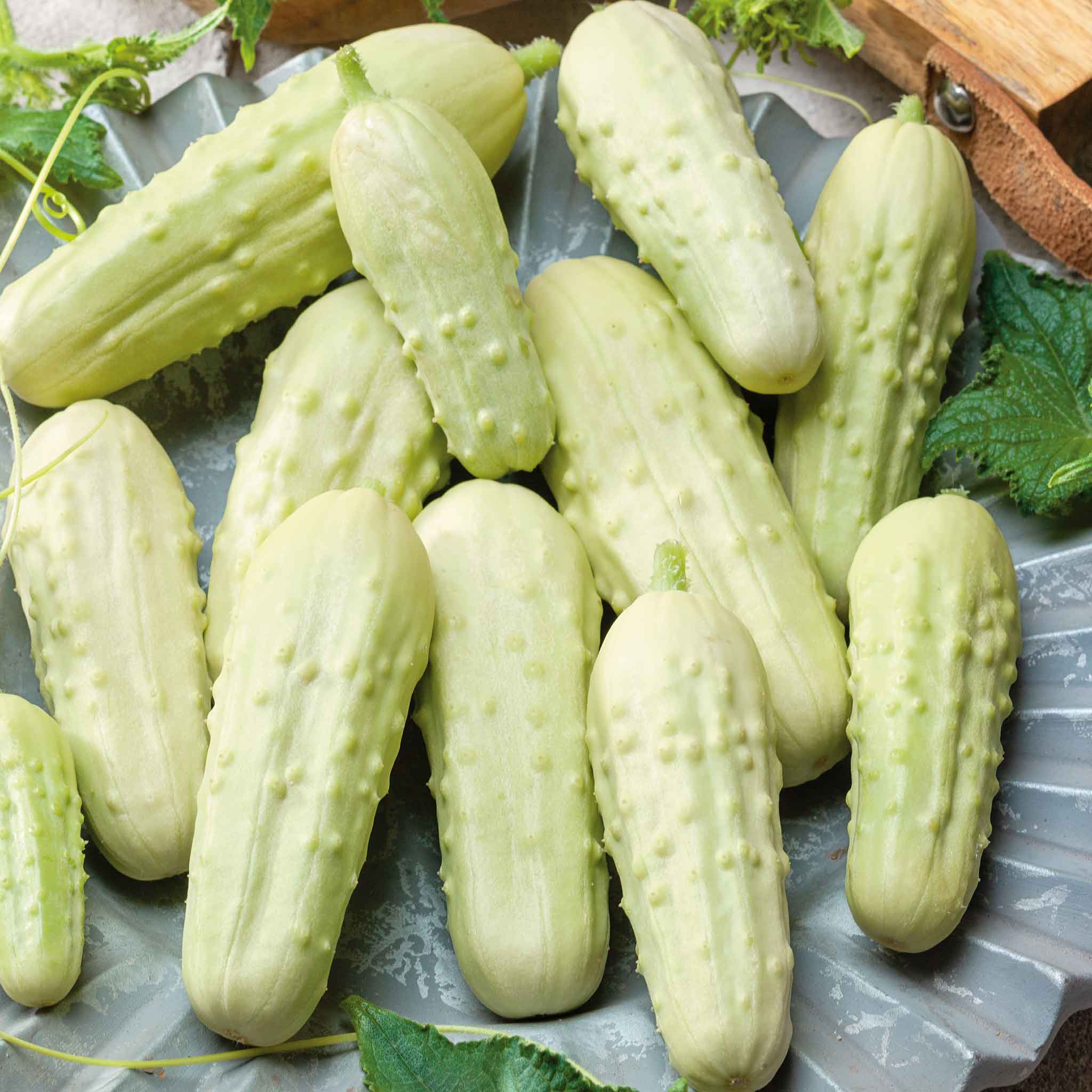 Cucumber Seeds - Miniature White Pickle