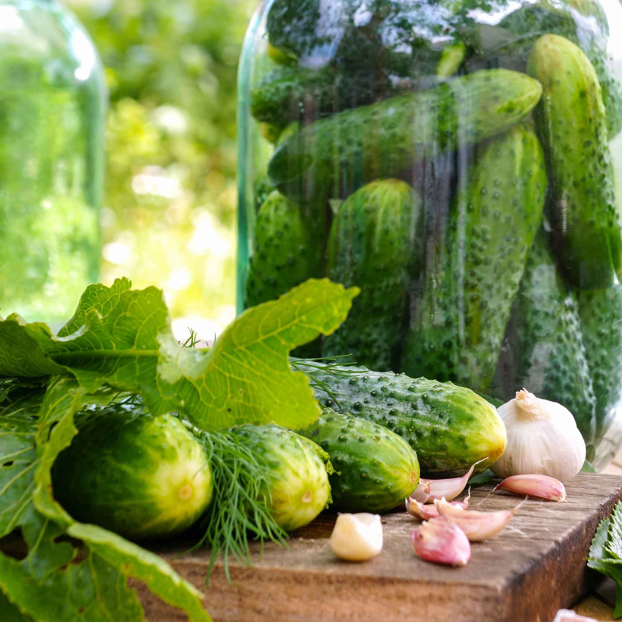 Cucumber Seeds - National Pickling