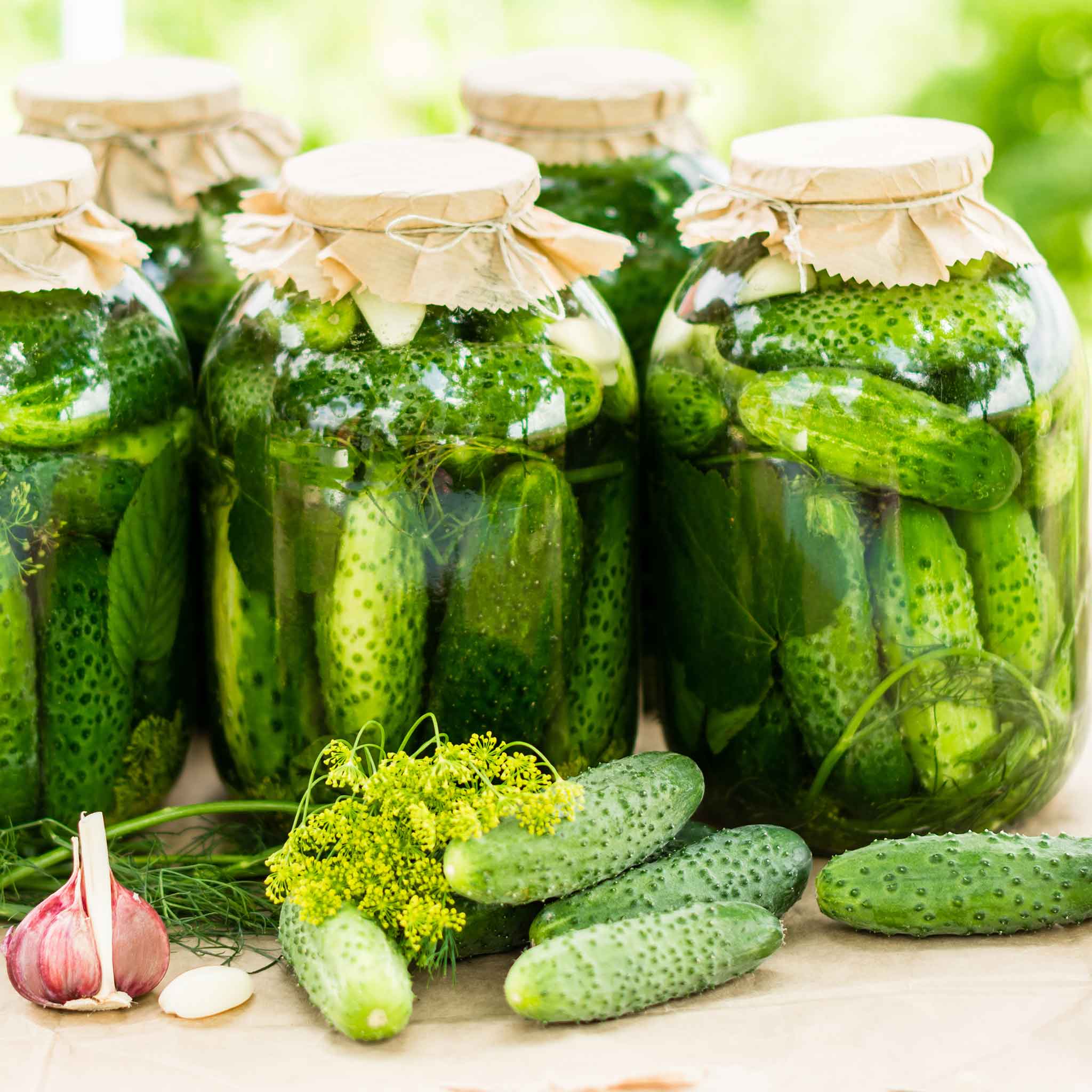 Organic Cucumber Seeds - Homemade Pickles