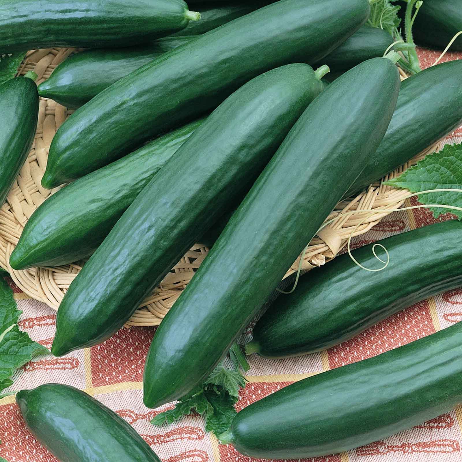 Organic Cucumber Seeds - Tendergreen Burpless