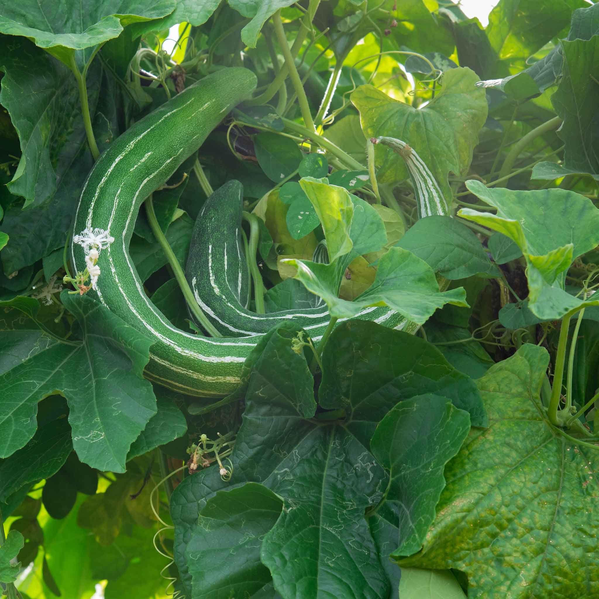 Cucumber Seeds - Painted Serpent