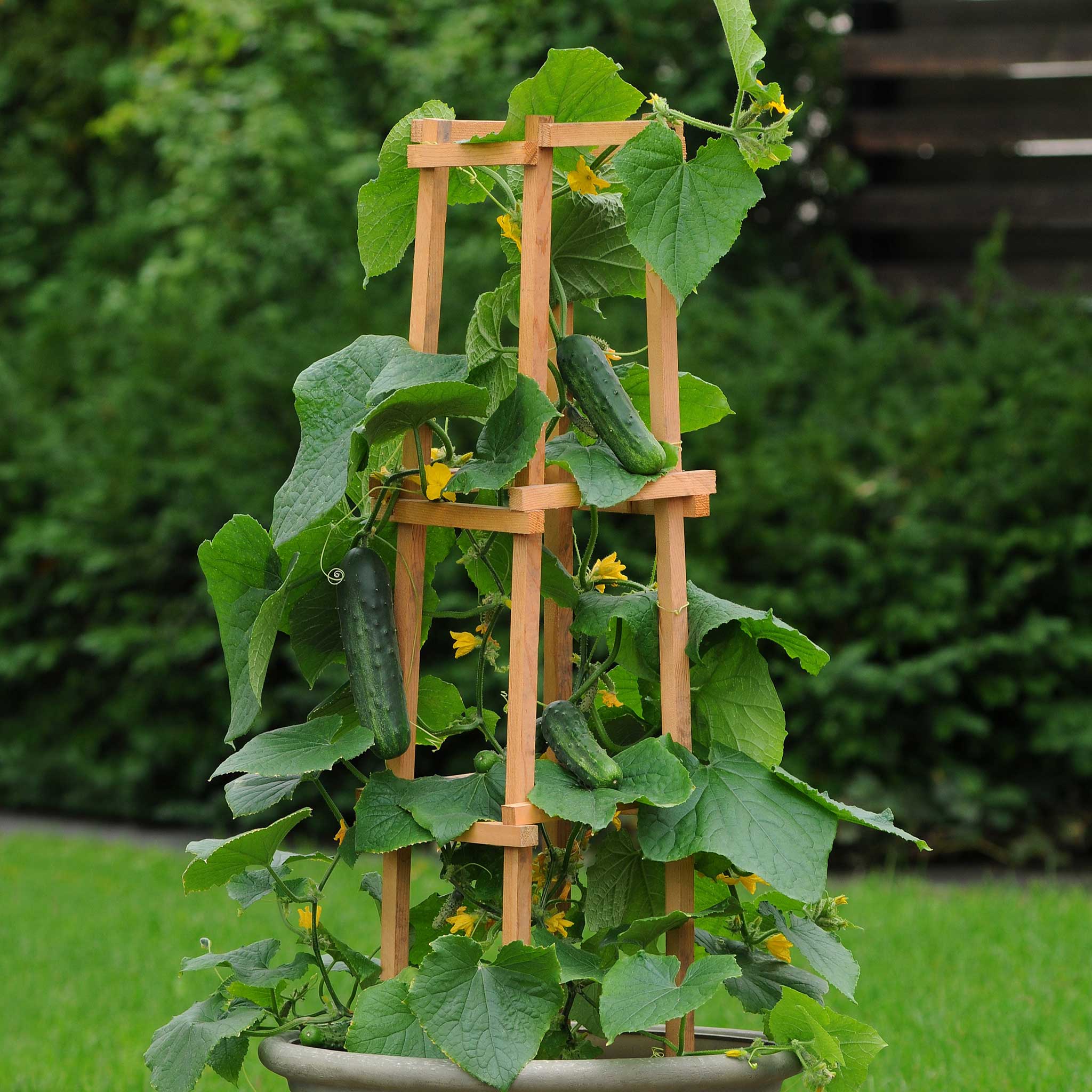 Cucumber Seeds - Patio Snacker