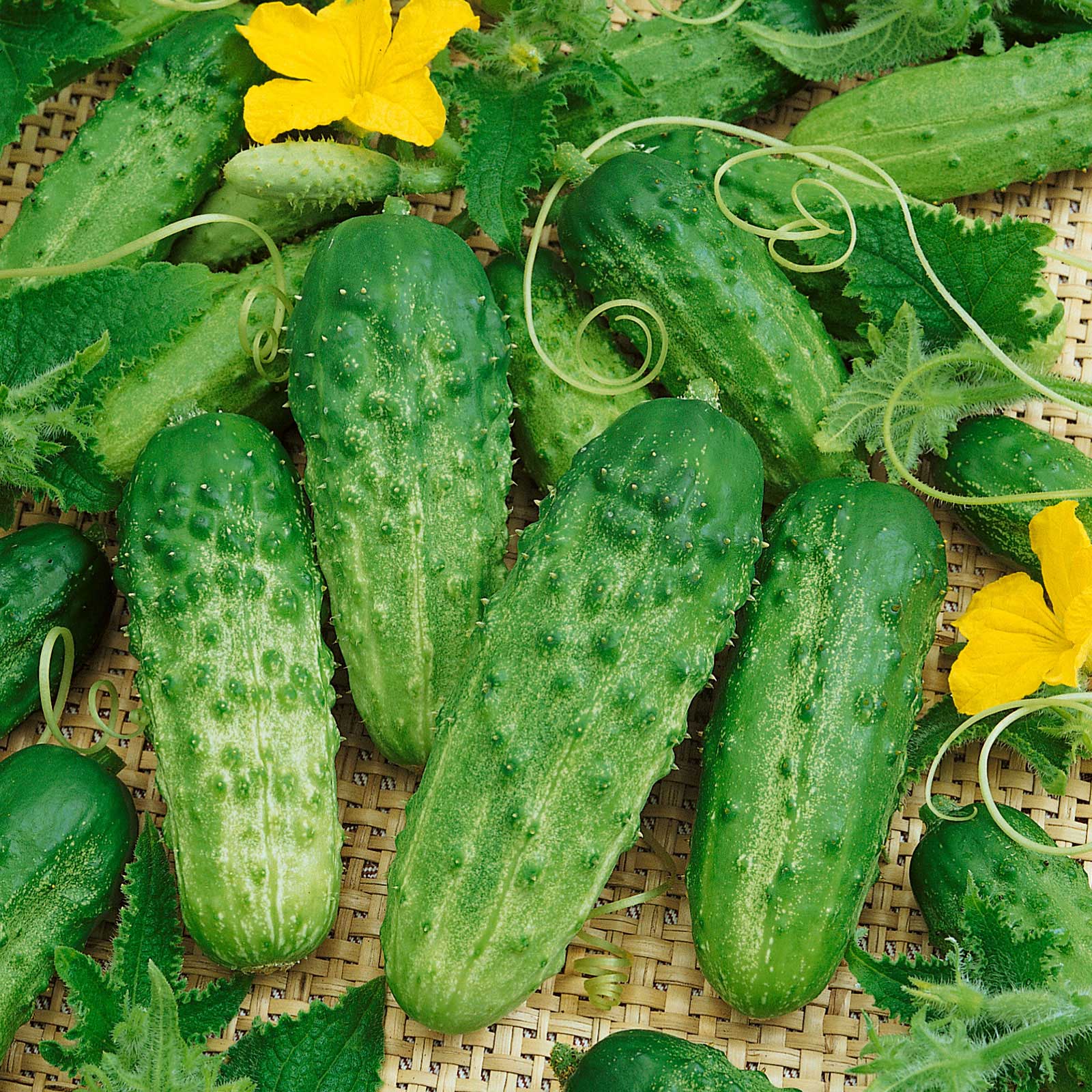 Cucumber Seeds - Pick A Bushel