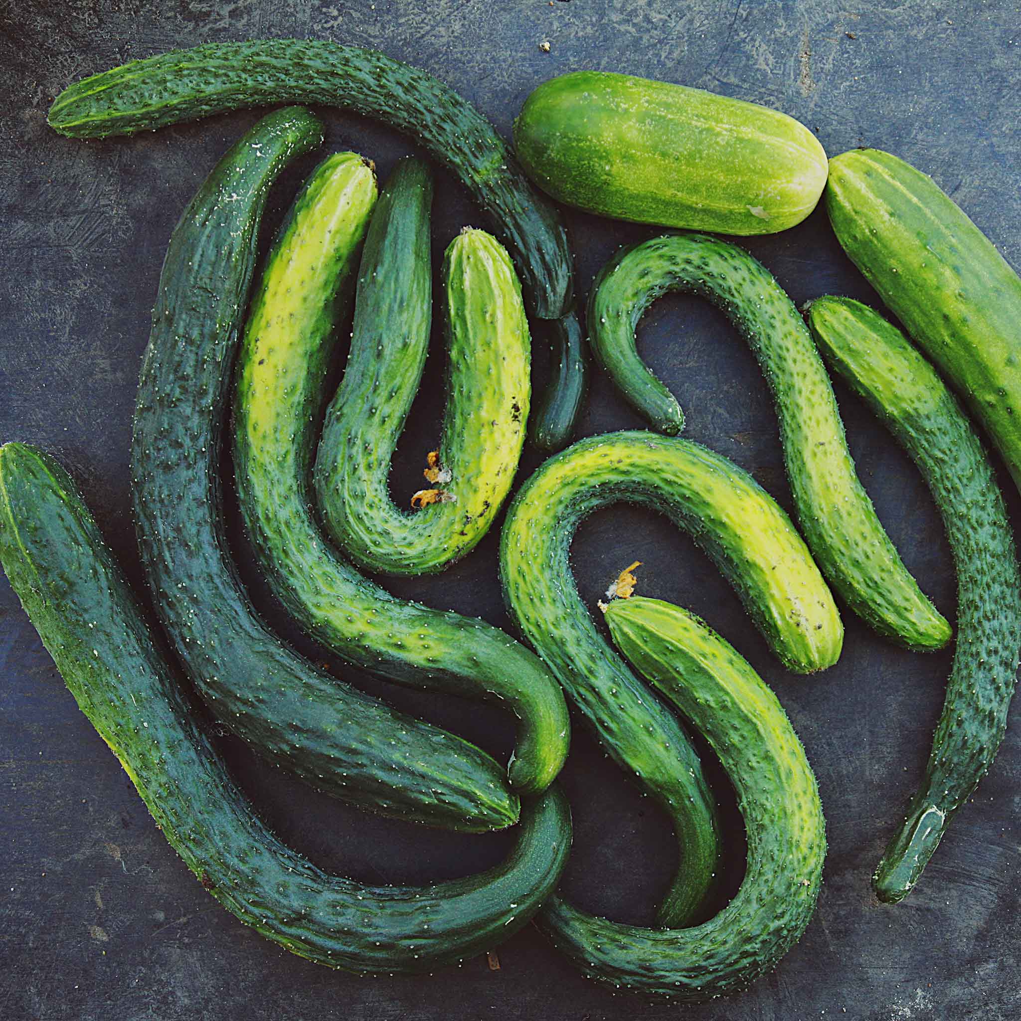 Cucumber Seeds - Suyo Long