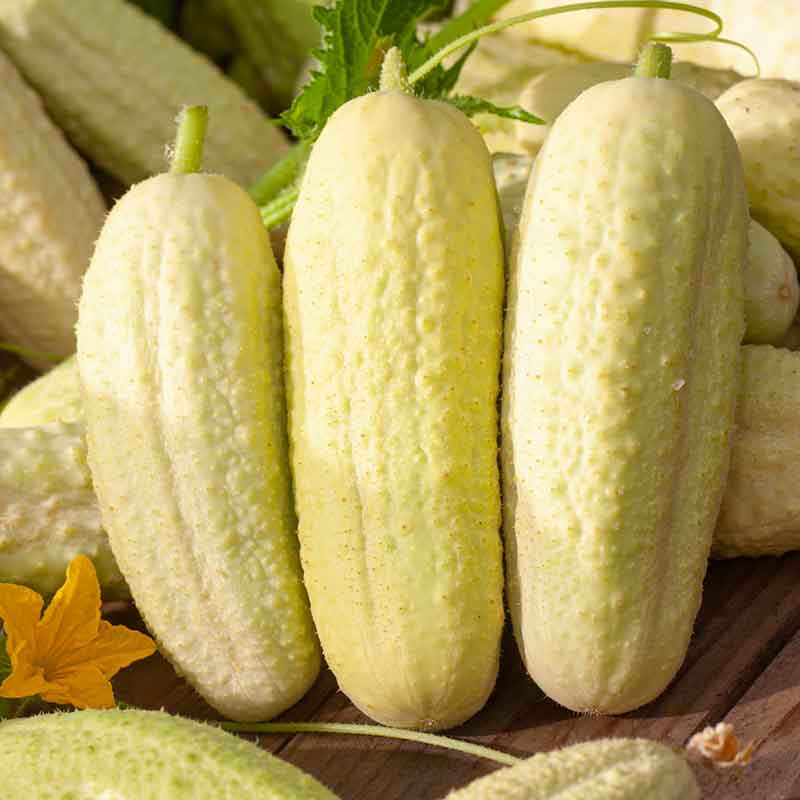 Cucumber Seeds - White Wonder