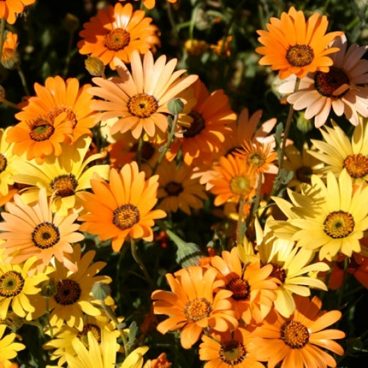 Daisy Seeds (African)