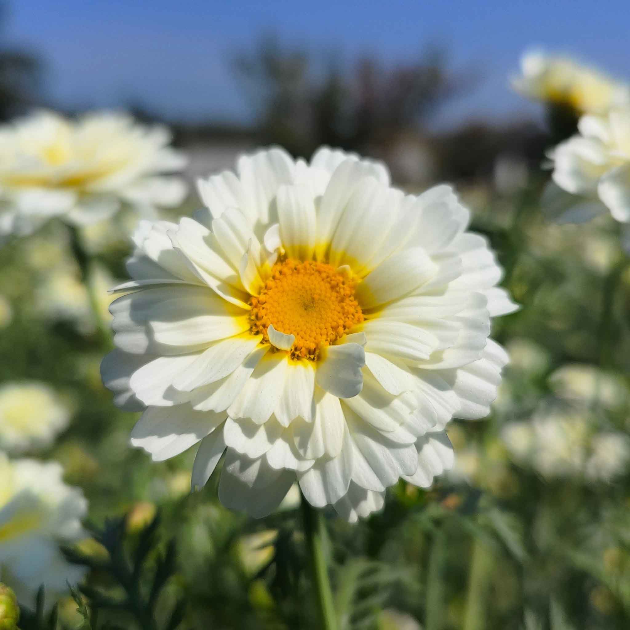 Daisy Seeds - Garland