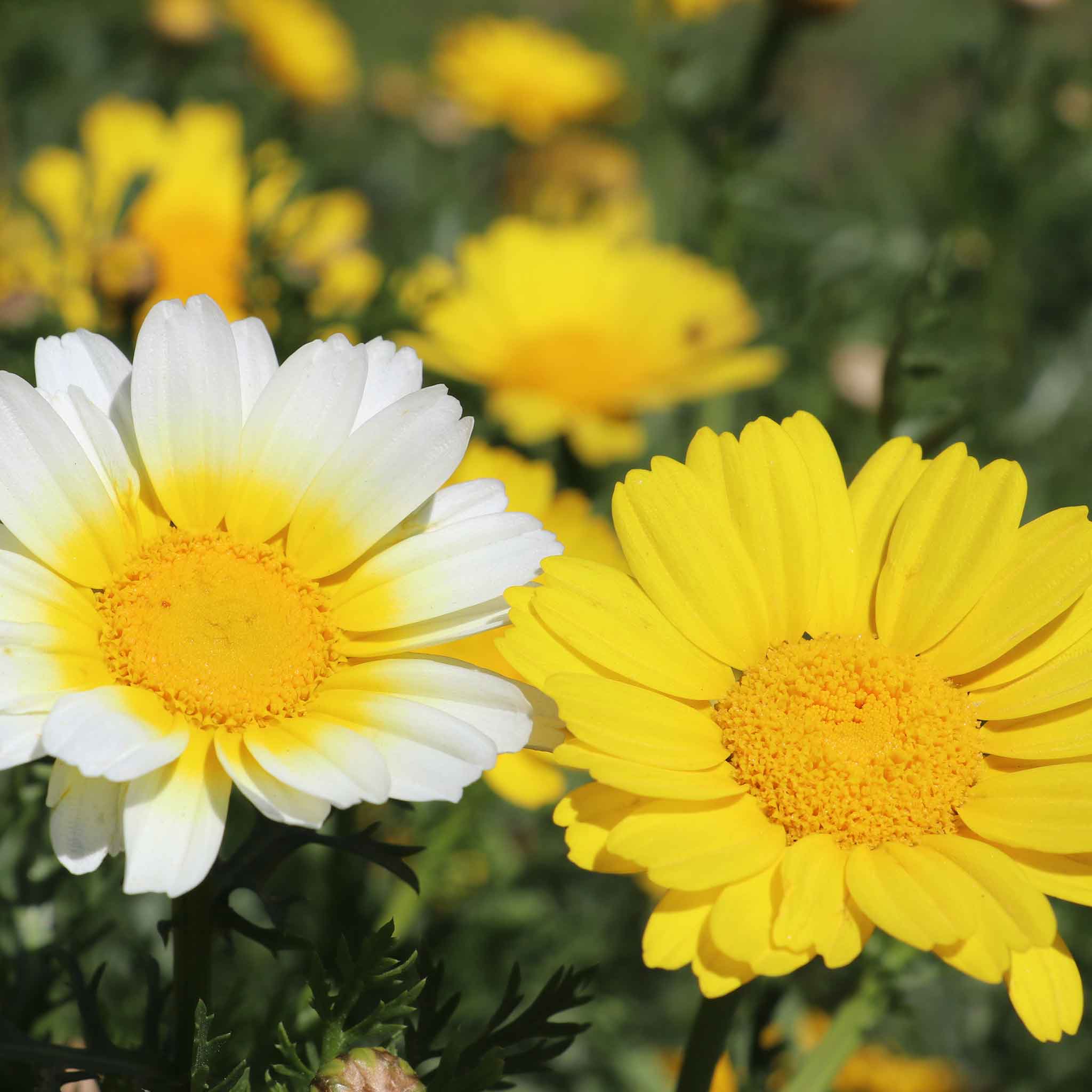 Daisy Seeds - Garland