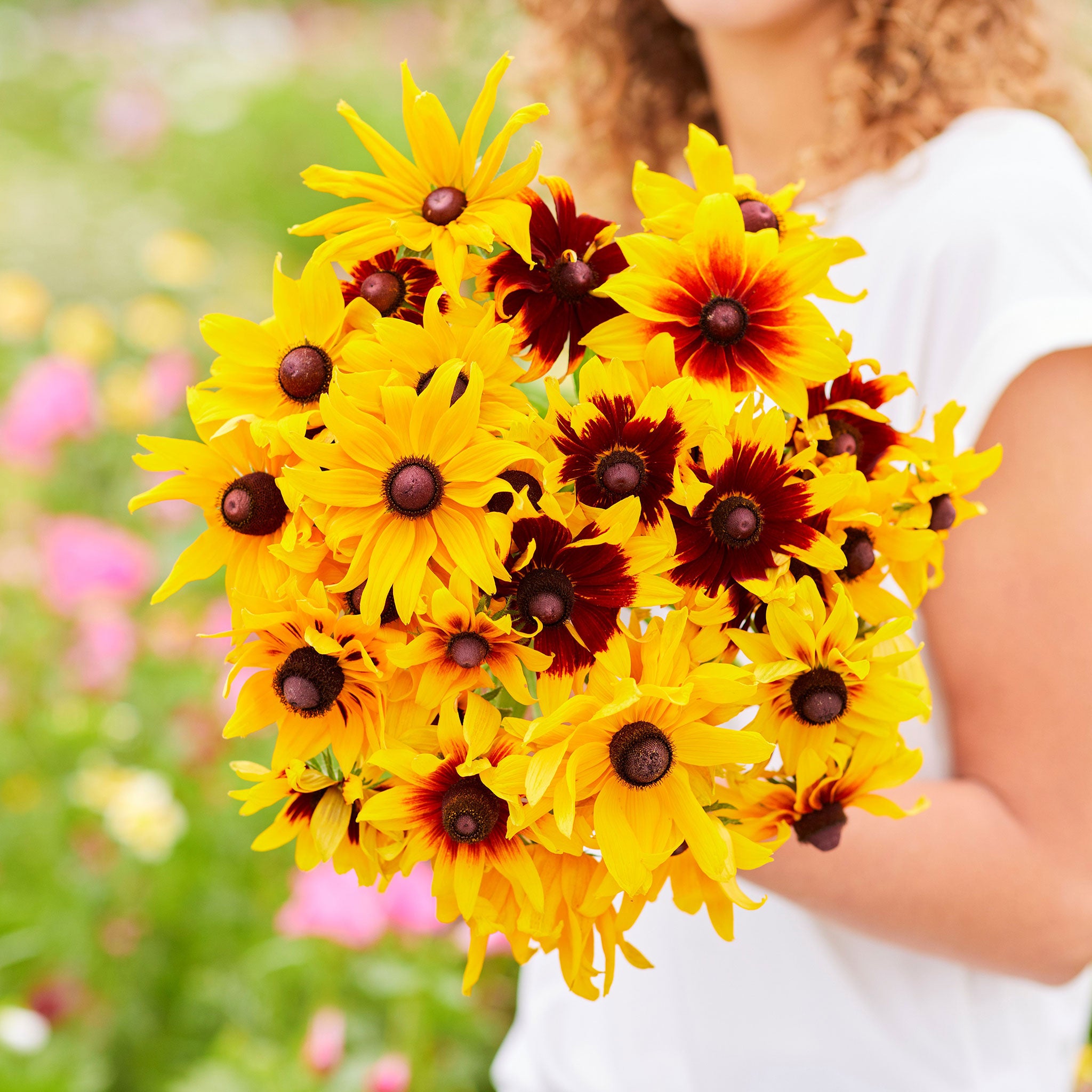 Daisy Seeds - Gloriosa