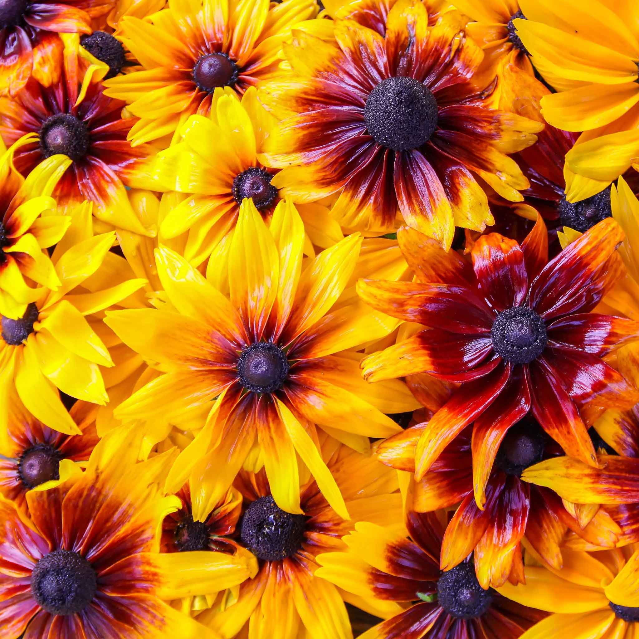 Daisy Seeds - Gloriosa Mix