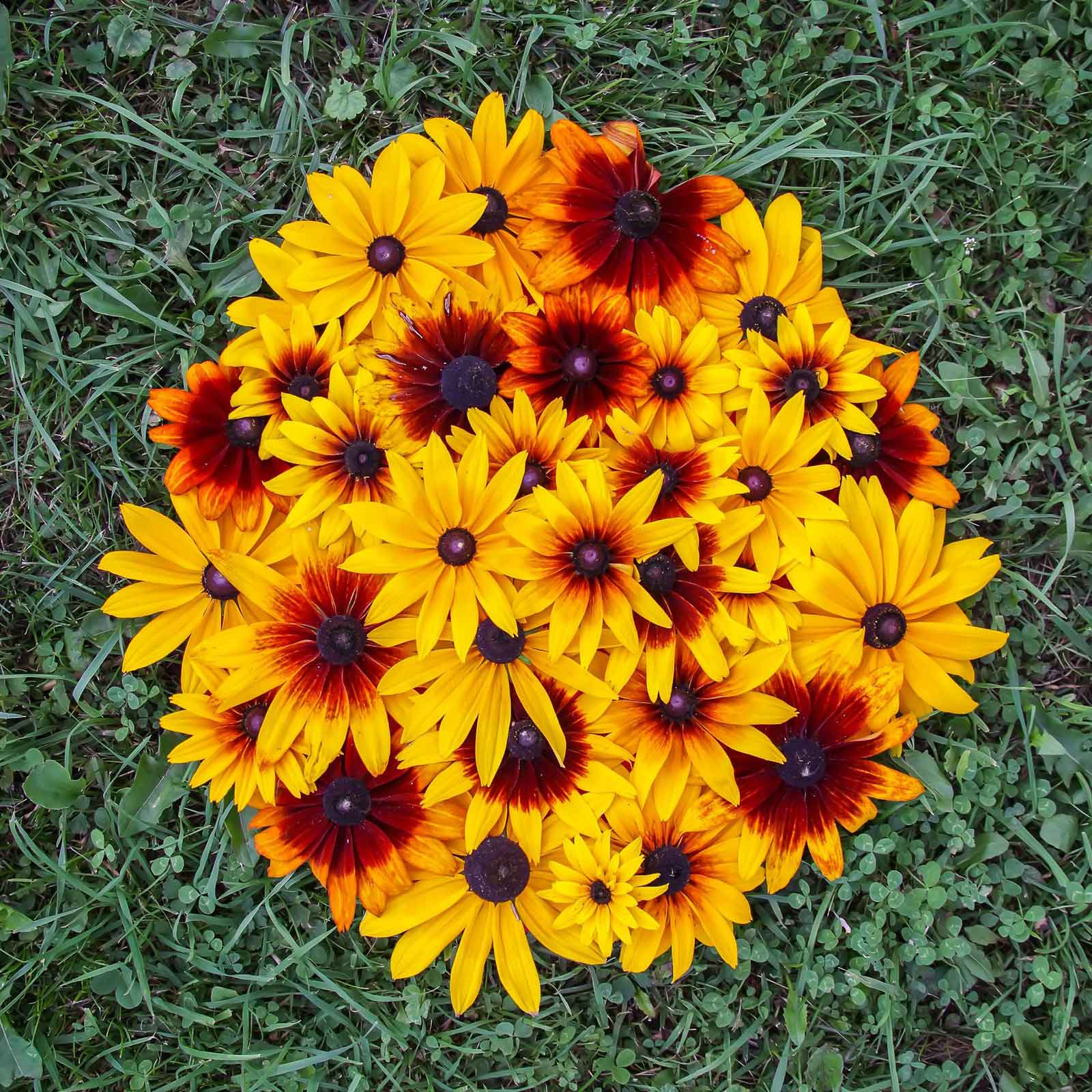 Daisy Seeds - Gloriosa Mix