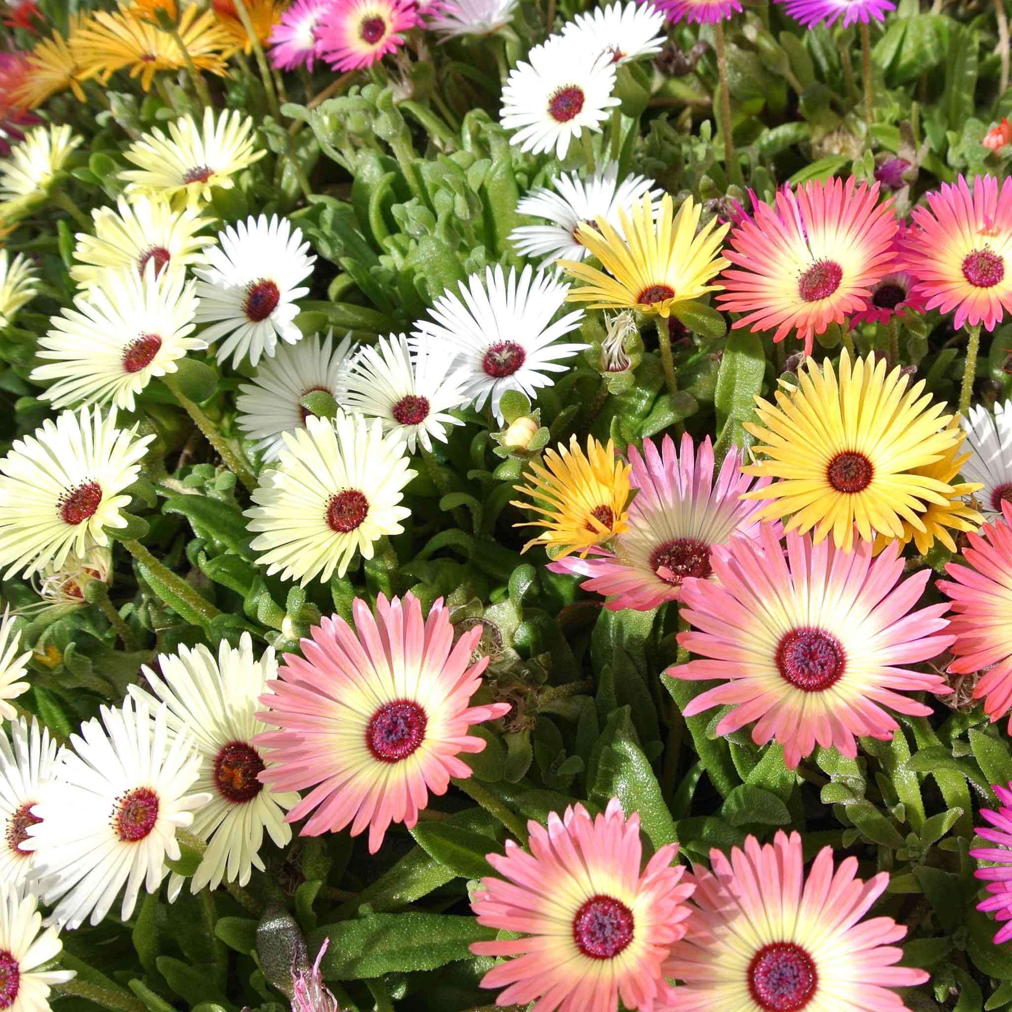 Daisy Seeds - Livingstone Pastel Mix