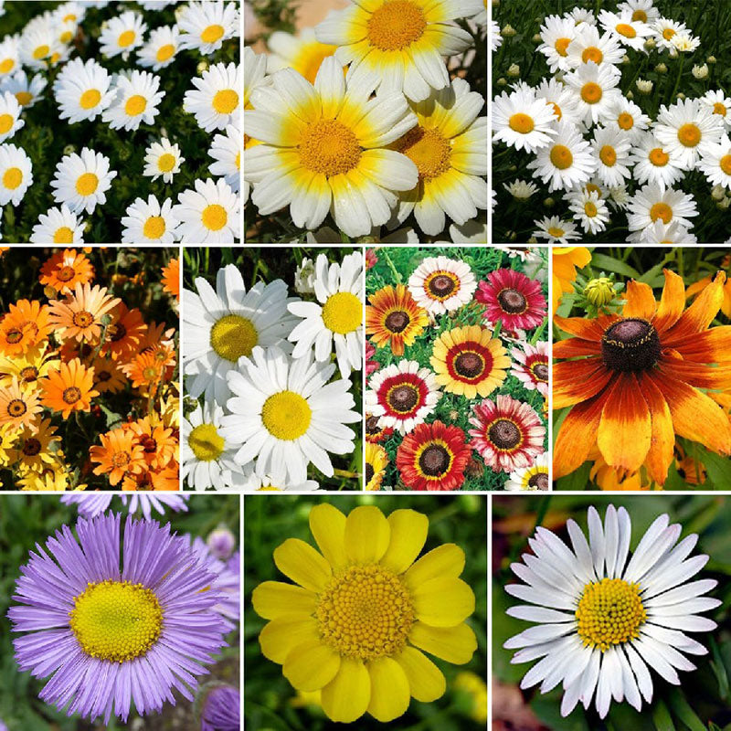 Daisy Crazy - Daisy Flower Seed Mix