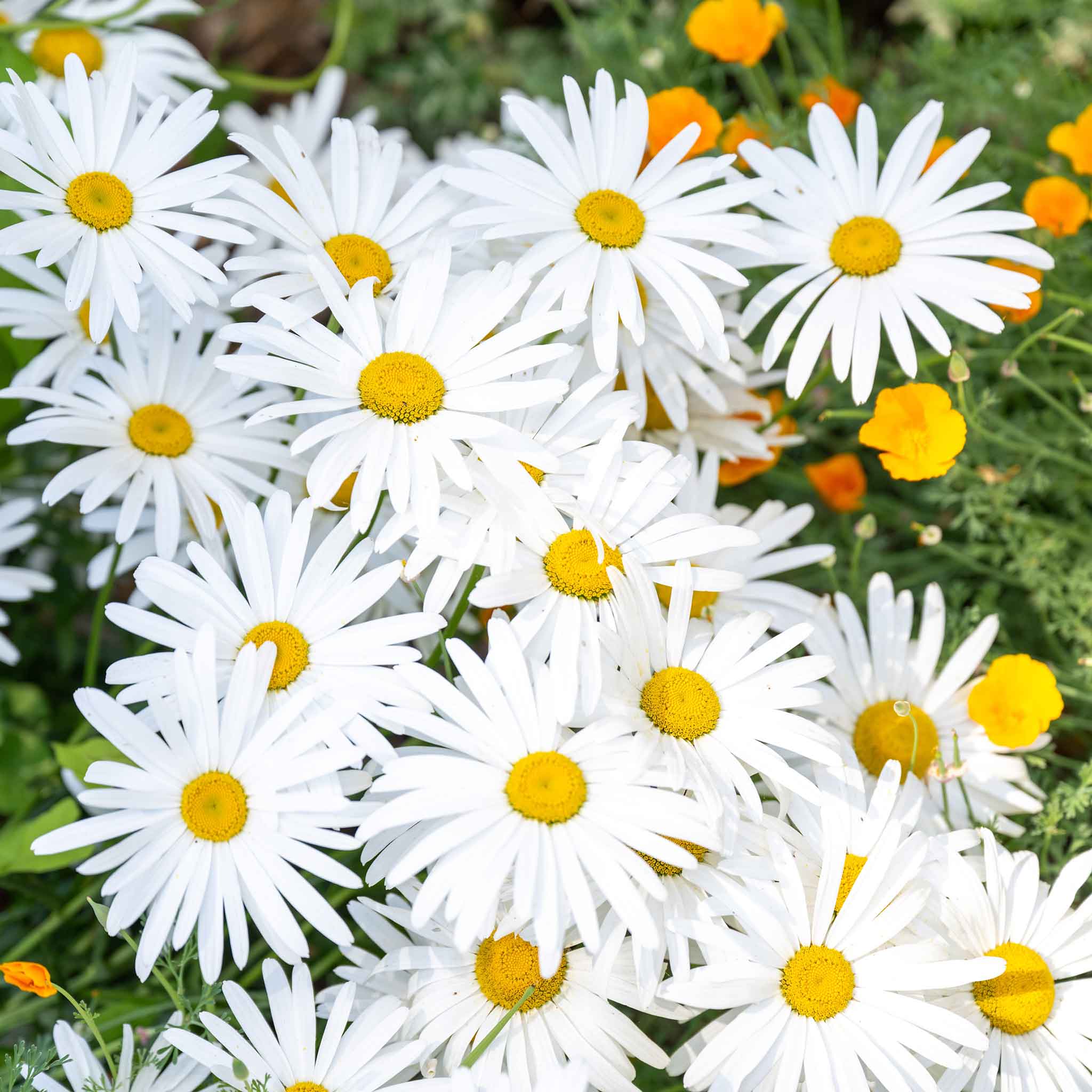 Daisy Seeds - Ox-Eye