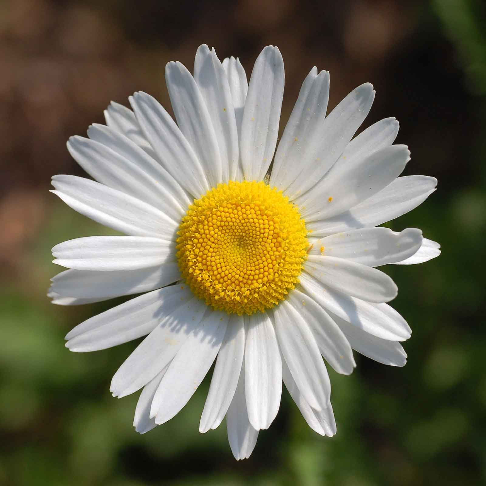 Daisy Seeds - Ox-Eye