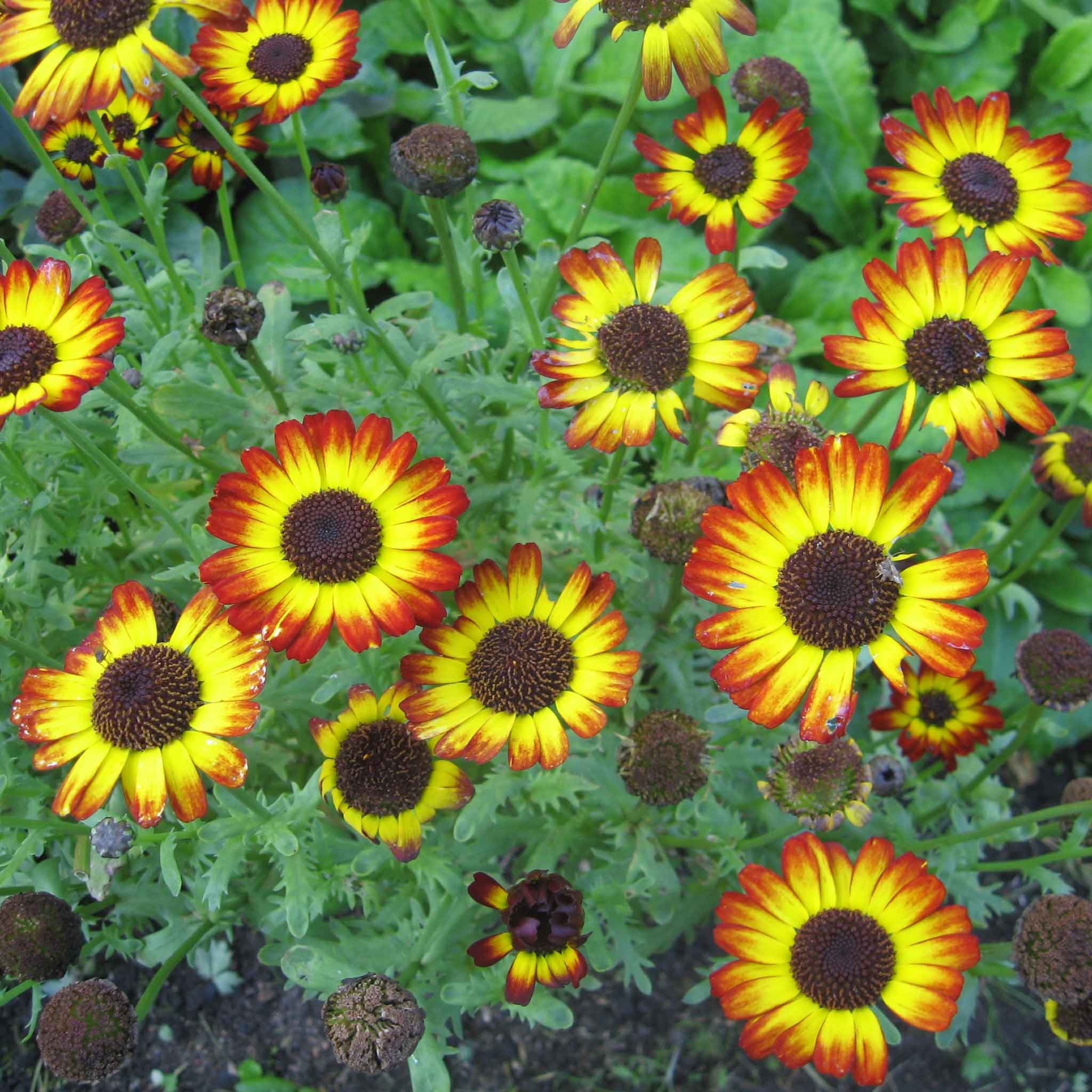 Daisy Seeds - German Flag