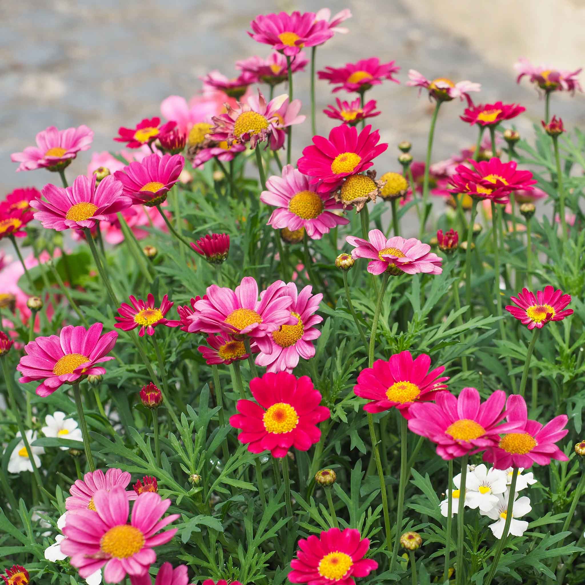 Daisy Seeds - Robinsons Giant Mix