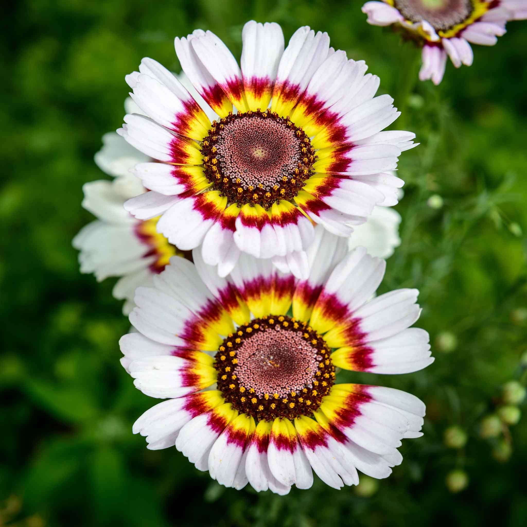 Daisy Seeds - Painted