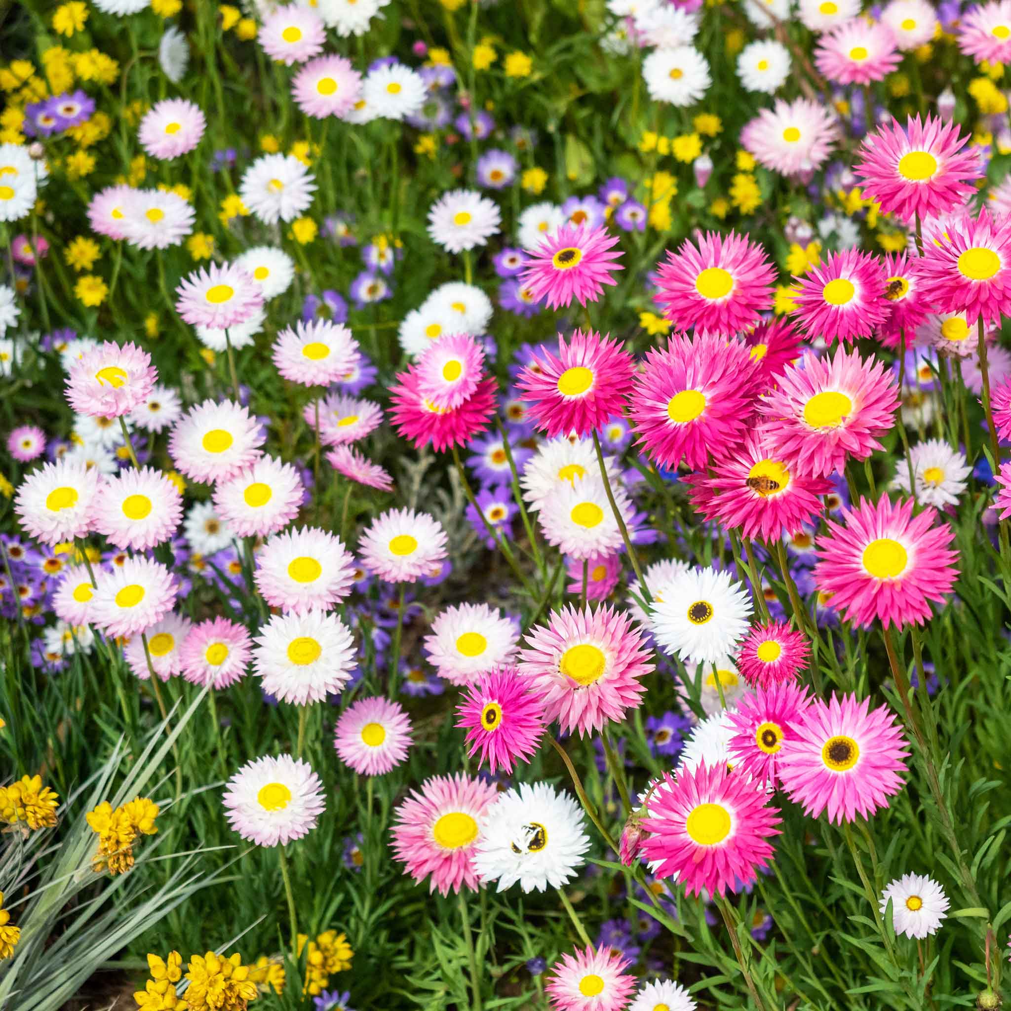 Daisy Seeds - Giant Flowered Mix