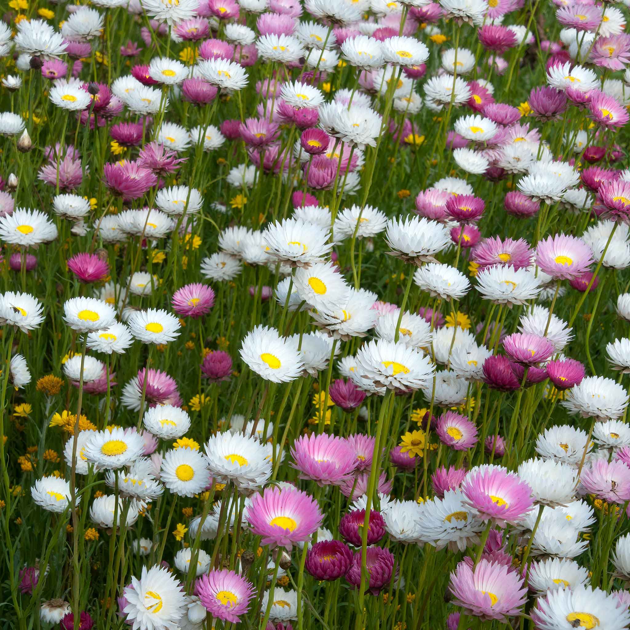 Daisy Seeds - Giant Flowered Mix