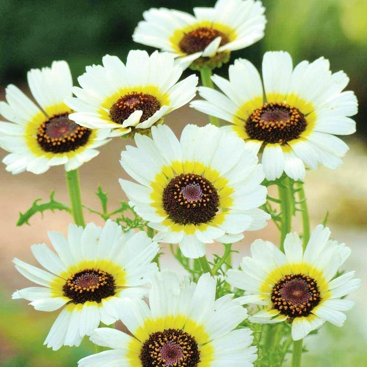 Daisy Seeds - Polar Star