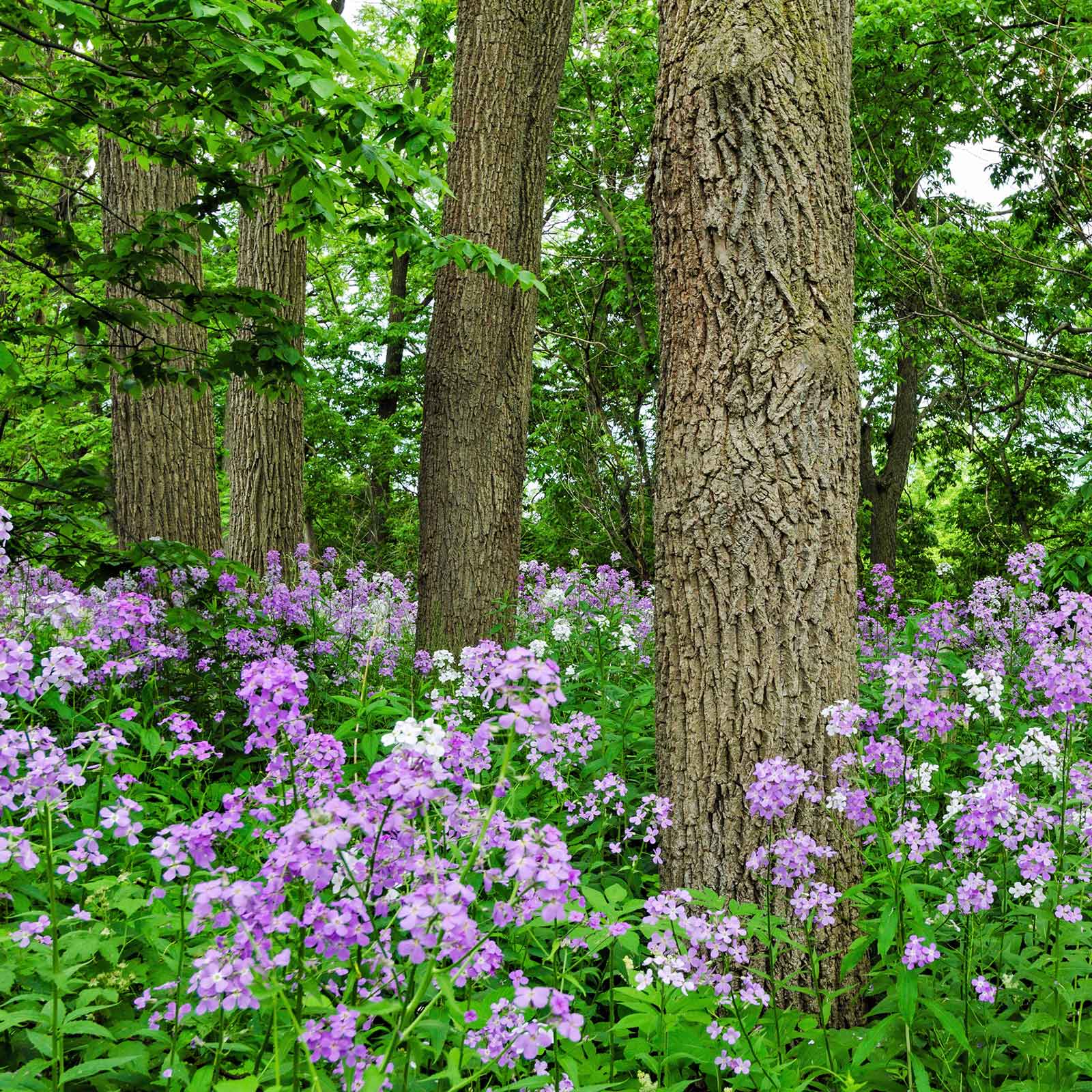 Dames Rocket Seeds - Violet