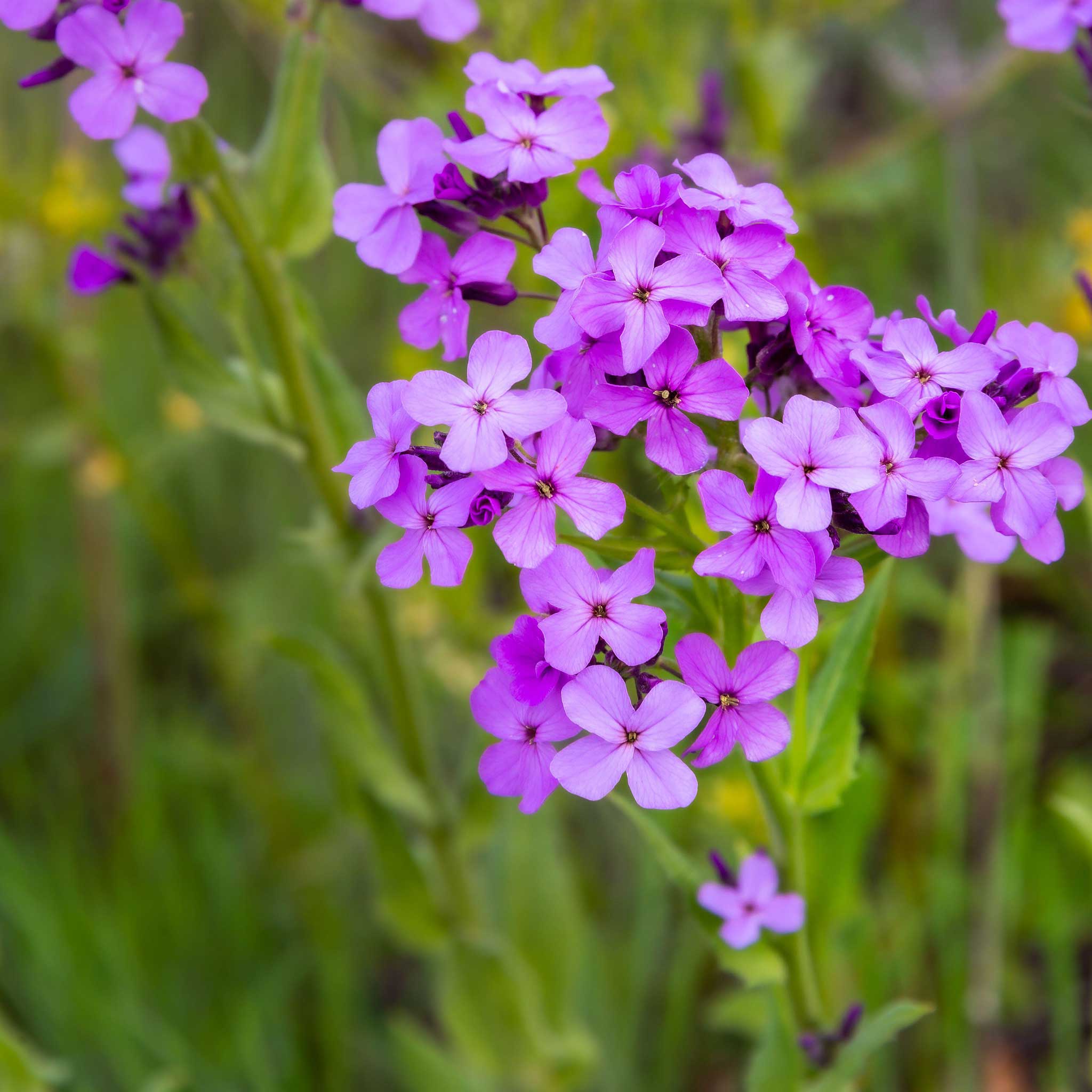 Dames Rocket Seeds - Violet