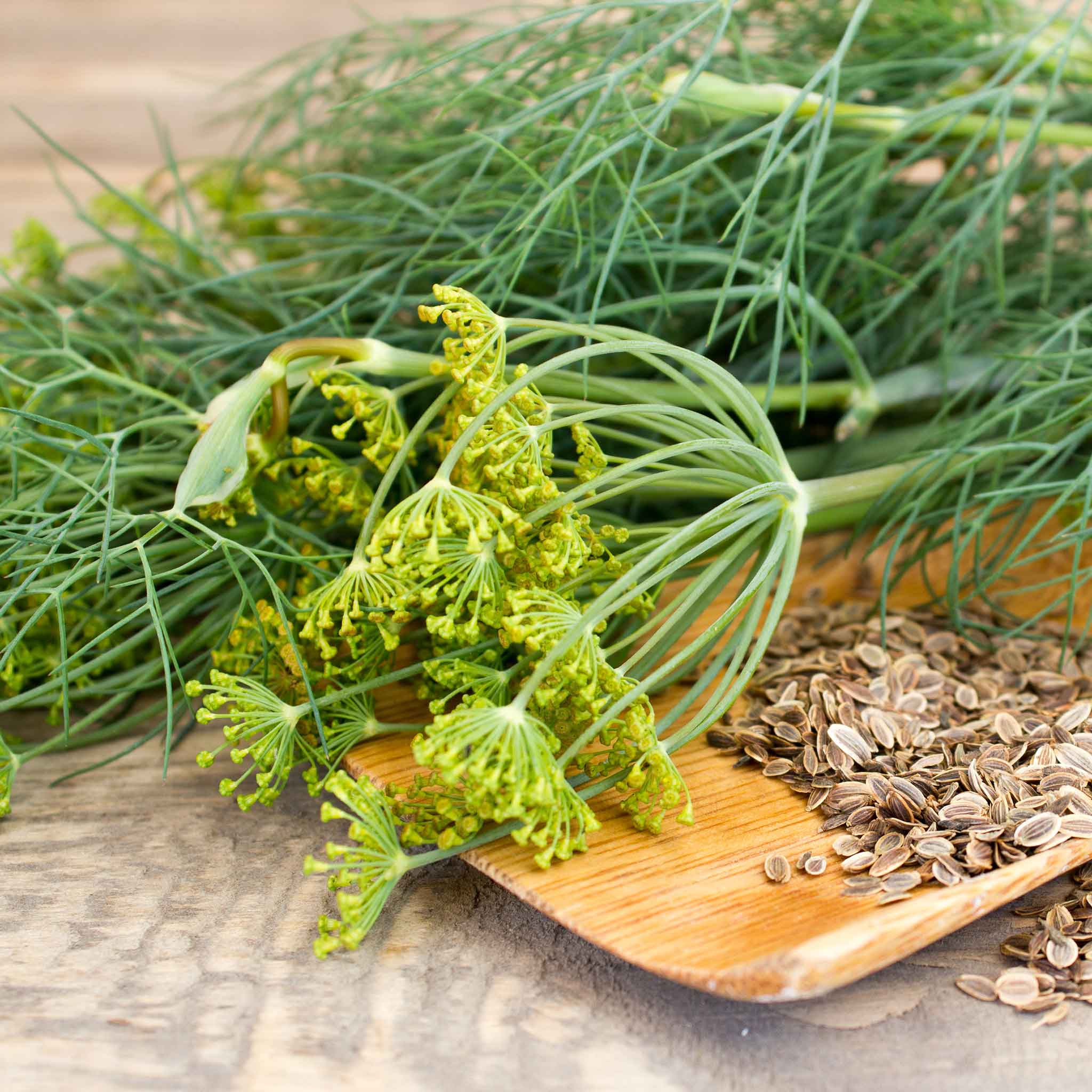 Dill Seeds - Dukat