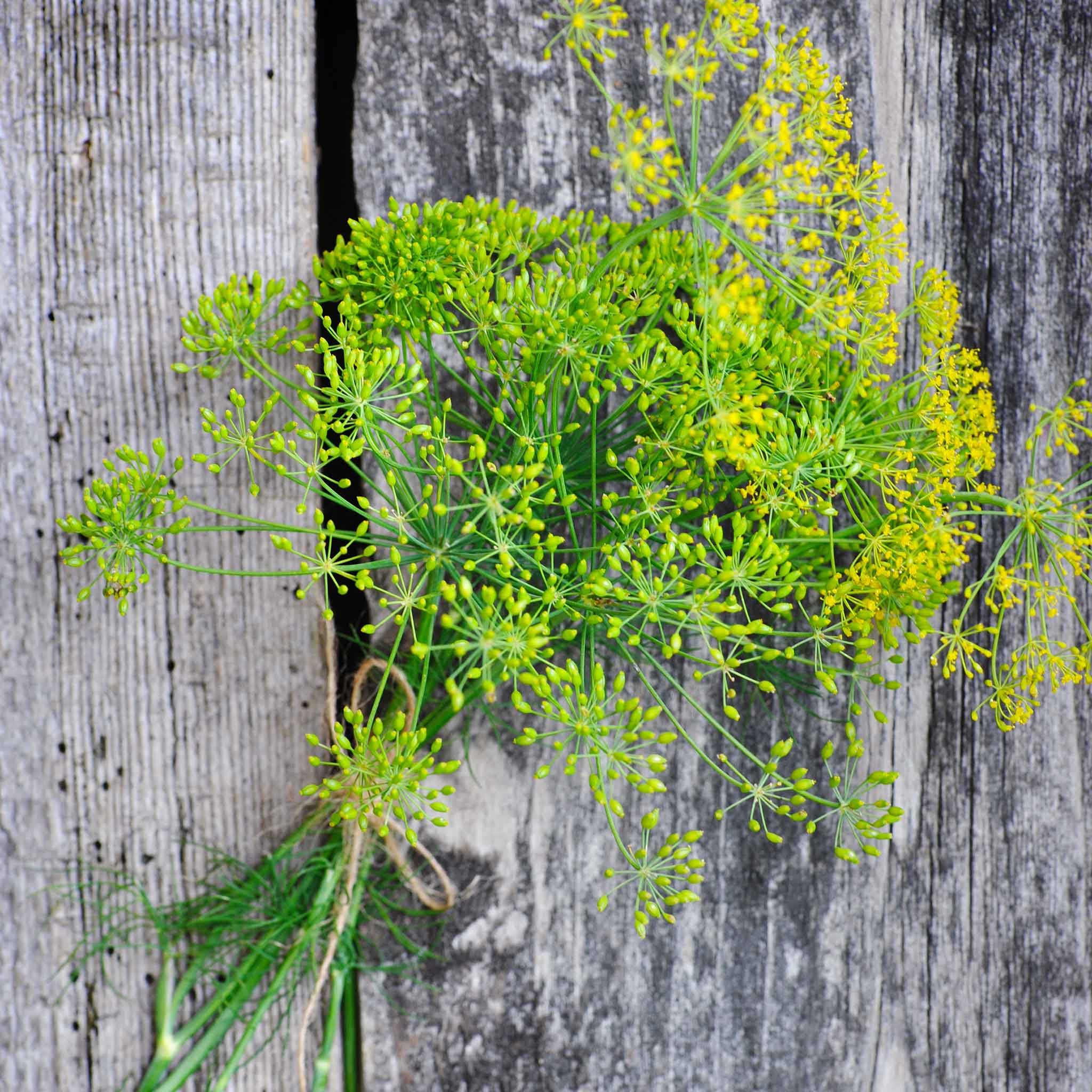 Dill Seeds - Long Island Mammoth