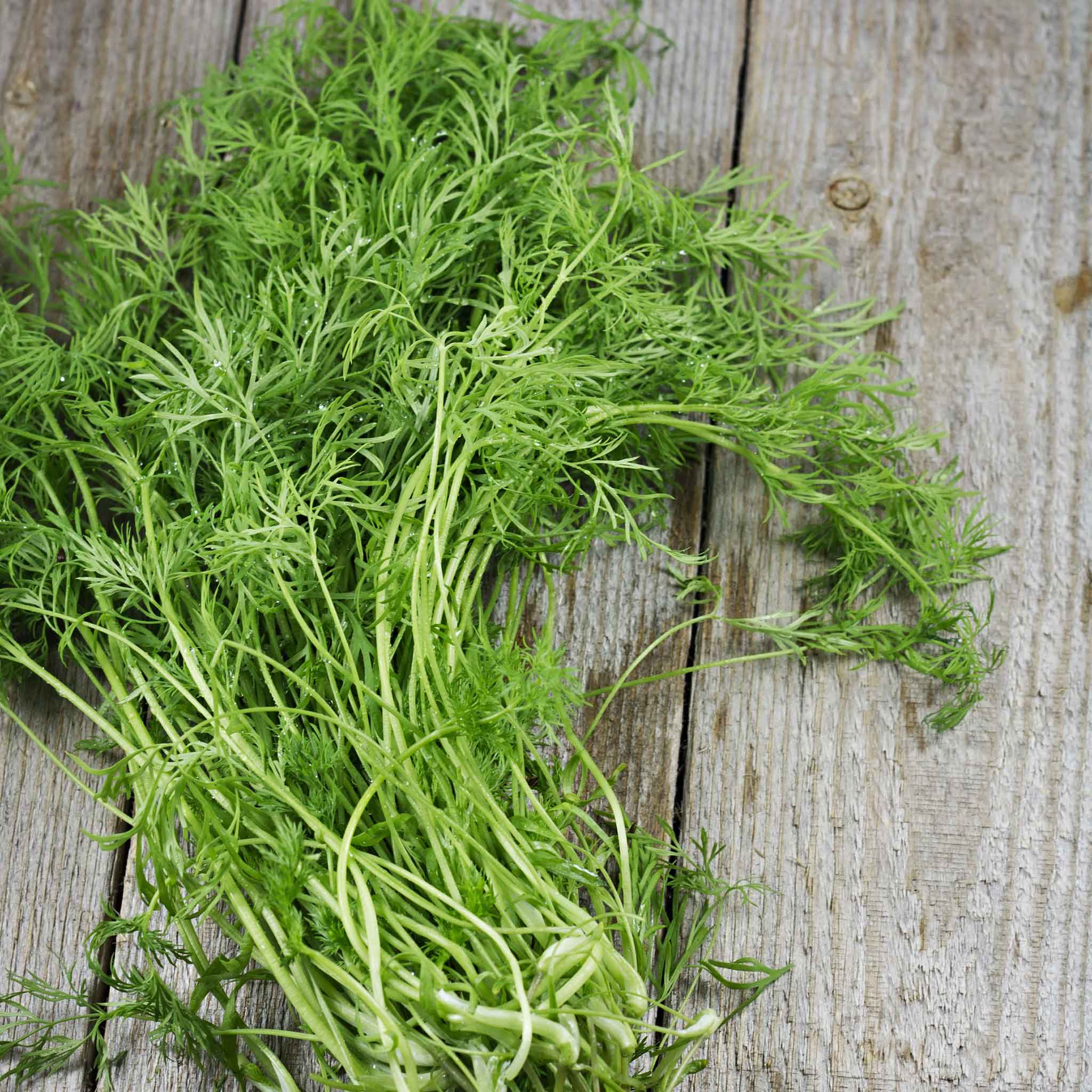 Organic Dill Seeds - Bouquet