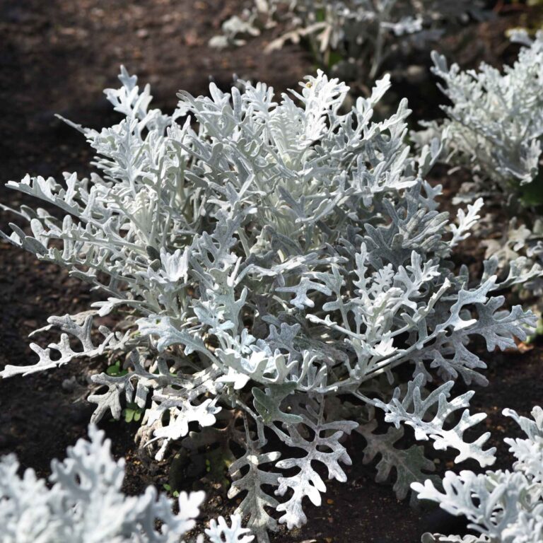 Dusty Miller Seeds - Silverdust