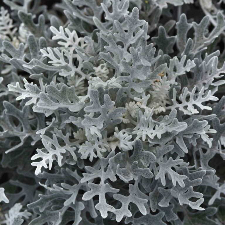 Dusty Miller Seeds - Silverdust