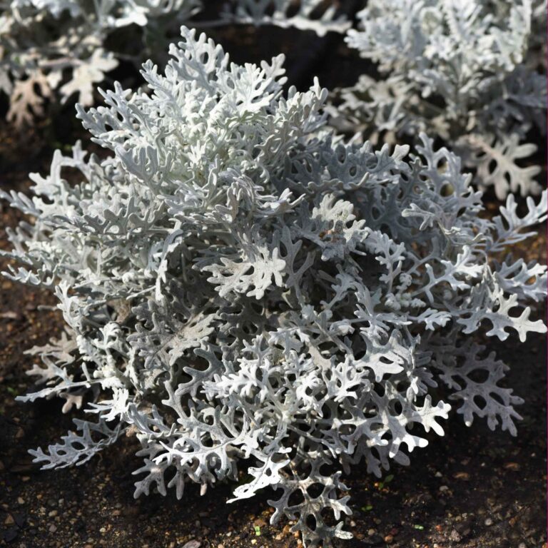 Dusty Miller Seeds - Silverdust