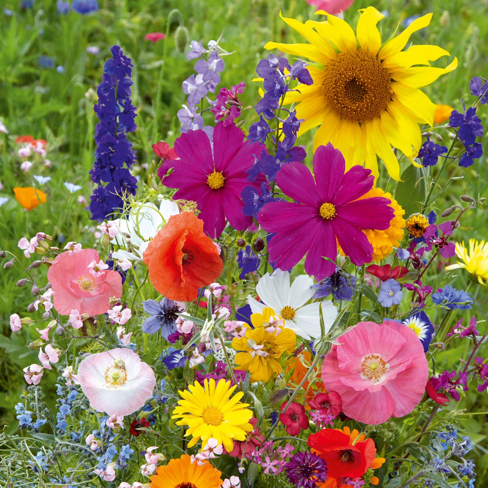 Fairytale Flower Seed Mix