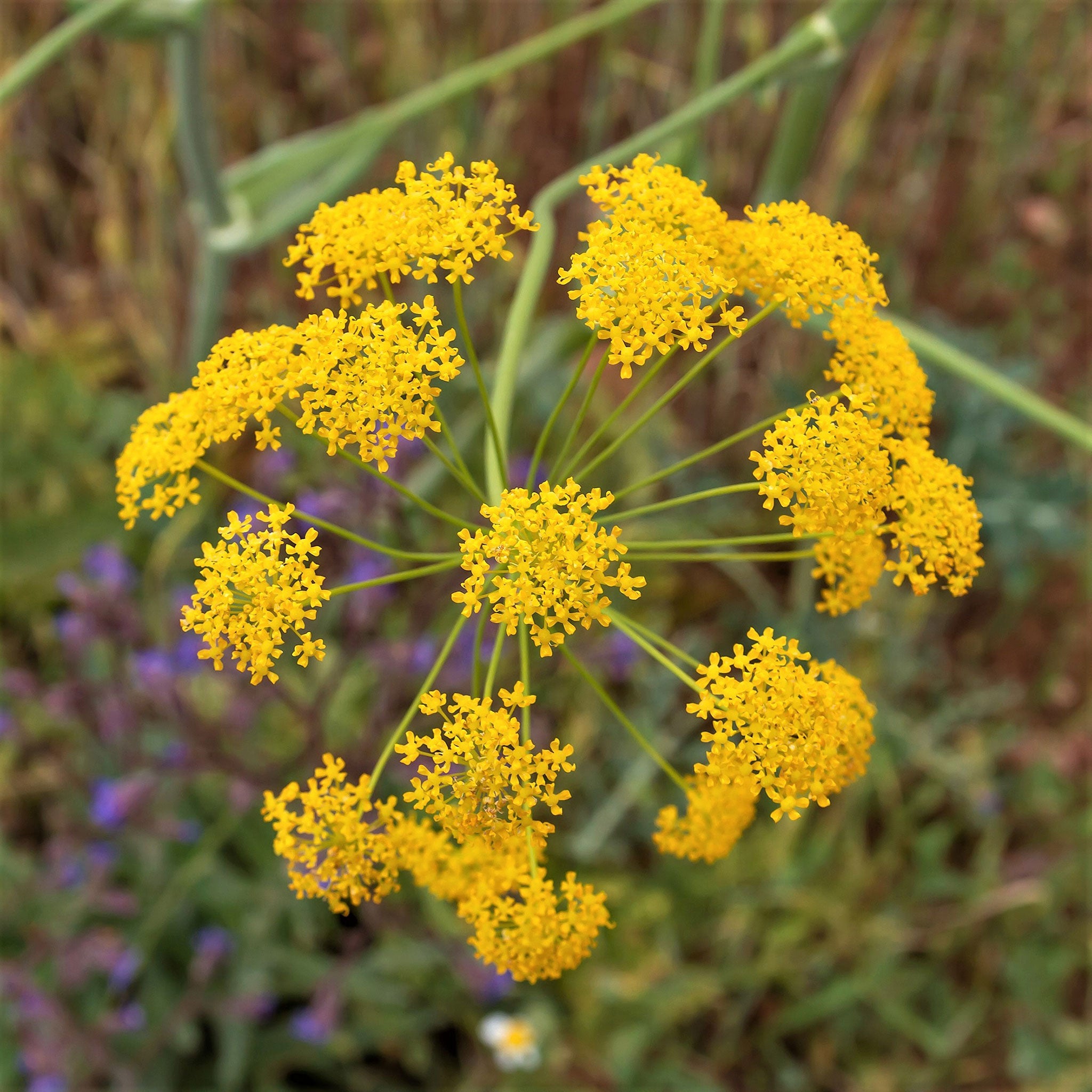 Fennel Seeds