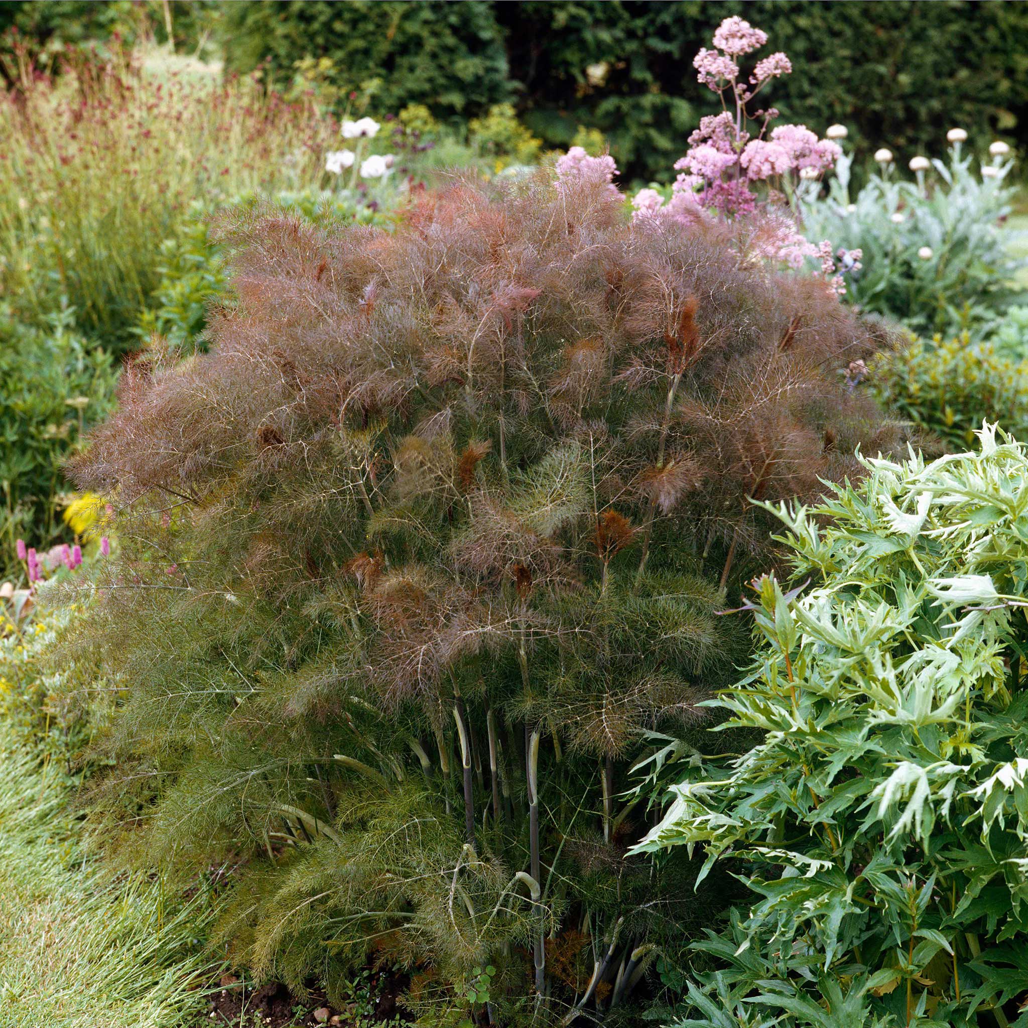 Fennel Seeds - Smokey Bronze